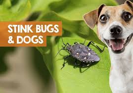 It's just in their nature and something they like to do. Are Stink Bugs Poisonous To Dogs If Eaten Or Touched