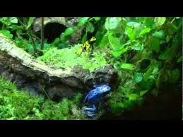 Poison Dart Frog Vivarium Dart Frog Vivarium Poison Dart Frogs Dart Frog