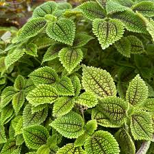 Image result for Grewia mollis