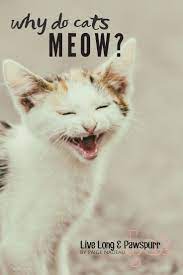Why Does My Cat Meow Cats Cat Advice Cat Health