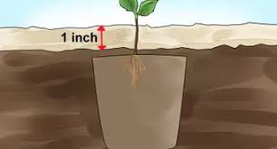 Fast and responsive customer support. How To Grow An Apple Tree From A Seed With Pictures Wikihow