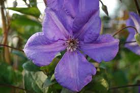 Wide (10 cm), with a creamy boss of stamens. Semu Clematis Semu Online Kaufen