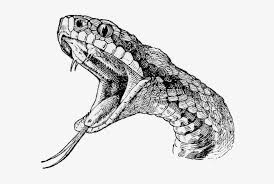 The best selection of royalty free snake drawings vector art, graphics and stock illustrations. Snake Head Tattoo Drawings Realistic Snake Drawing 590x472 Png Download Pngkit