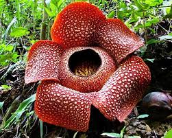 Pin On The Natural World