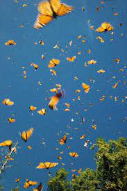 Oval light banner adorned with orange butterflies by monarchs and blue butterflies morpho. Aesthetic Butterfly Wallpapers Top Free Aesthetic Butterfly Backgrounds Wallpaperaccess