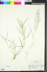 Image result for Eragrostis membranacea