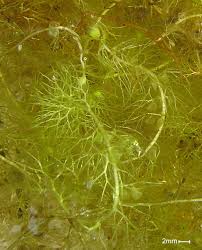 Image result for Utricularia sp.no.1