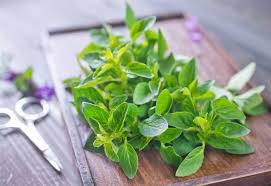 Cuisiner Avec La Marjolaine Nos Recettes Epices Et Herbes Herbes Aromatiques Marjoram
