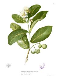 Image result for Eugenia sp. A