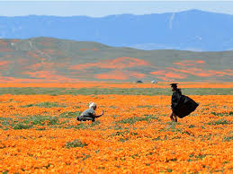 Check spelling or type a new query. Photos Of California Poppies Bursting Into Bloom After Drought