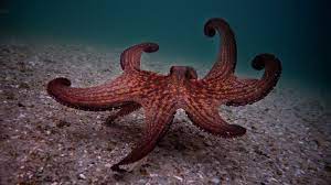 My octopus teacher never loses our goodwill: In My Octopus Teacher A Filmmaker Finds An Unlikely Underwater Friend Npr