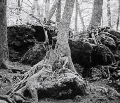 Aokigahara: An Ethereal Forest Where Japanese Commit Suicide | National  Geographic