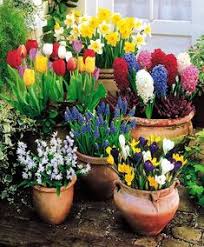 If you mix, the bloom time may vary. 120 Ideas For Planting Bulbs In The Garden Containers Garden Containers Planting Bulbs Garden