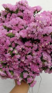 Statice Flower Types Of Flowers Beautiful Flower Arrangements Flowers
