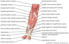 Pronator teres, flexor carpi radialis, palmaris longus o i a inn of extensor carpi radialis brevis? Arm Definition Bones Muscles Facts Britannica