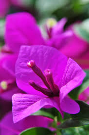 Check spelling or type a new query. 8 Pokok Renek Sesuai Dijadikan Pagaran Impiana