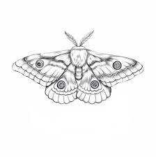 Vorderseite Der Rechten Schulter Moth Illustration Moth Tattoo Moth Tattoo Design
