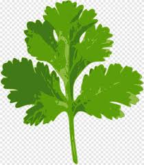 cilantro perejil hierba vegetal vegetal vegetales de hoja comida png pngegg cilantro perejil hierba vegetal