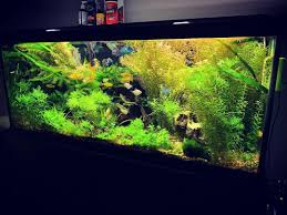 Plantedaquarium Panosundaki Pin