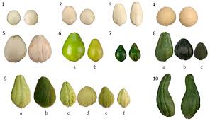 Image result for Sechium