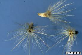 Image result for Tridax