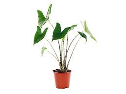 We did not find results for: Alocasia Zebrina Evergreen Plants Dubai Garden Centre
