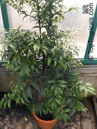 Image result for Nageia nagi