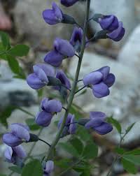 I had to move a plant from one bed to another last week. Stock Photo Baptisia Purple Smoke Hybrid False Indigo