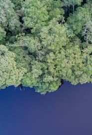 Image result for Ixora kalehensis