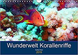 Bei korallen handelt es sich biologisch gesehen um tiere, die in flachem wasser am grund des ozeans festsitzen. Wunderwelt Korallenriffe Wandkalender 2019 Din A4 Quer Farbenpracht Und Artenvielfalt Unter Wasser Monatskalender 14 Seiten Hess Andrea 9783670233534 Amazon Com Books