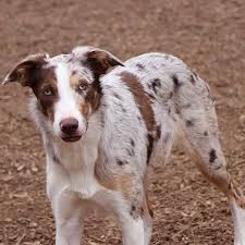 Another thing is the hair coat. Blue Merle Border Collie Rising Sun Farm