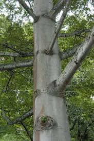 Image result for Ceiba