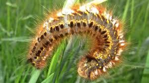 People interested in gambar ulat bulu also searched for. Cara Hindari Ulat Bulu Beracun Dan Hilangkan Gatal Akibat Racunnya Kumparan Com