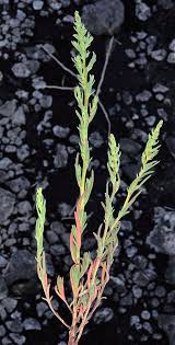 Image result for Suaeda articulata