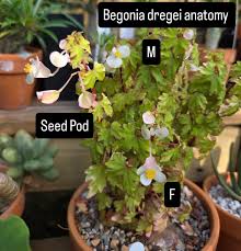 Image result for Trochomeria debilis