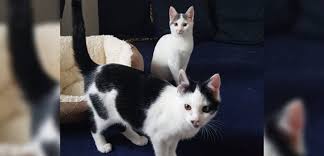 Sie haben sich entschlossen, einem heimatlosen tier ein zuhause zu geben, was uns. Hunfeld Tierschutzverein Vermittelt Katzenpaare Zu Zweit Besser Osthessen News