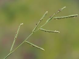 Image result for Paspalum scrobiculatum
