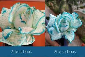 Color changing flowers science experiment. Why Do Flowers Change Color In Food Coloring Experiment For Kids Go Science Girls