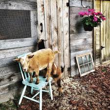 Pin By Jackie Flower On Farm Farm Apple Tree Chores