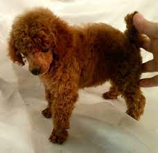 Maybe you would like to learn more about one of these? Texas Red Toy Poodles Home Facebook