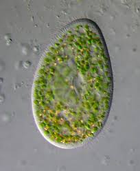 We did not find results for: Protozoa Read Biology Ck 12 Foundation