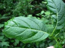 Image result for Rytigynia sp. N