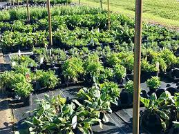 It takes a lot of care and hard work to raise a plant and let it reach its full potential. Tarheel Nursery Greenhouse Garden Center Angier Nc