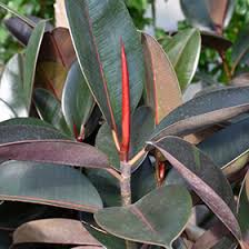 Image result for ficus elastica flower