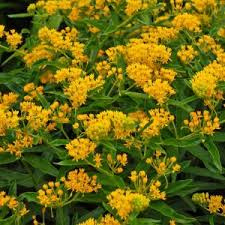 Image result for Asclepias graminifolia