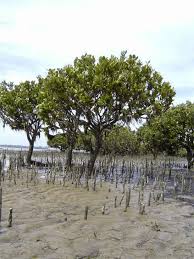Image result for Avicennia marina