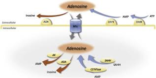 Image result for Adenosine