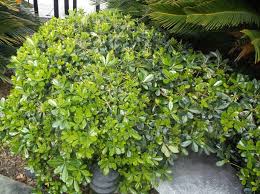 Image result for Pittosporum abyssinicum
