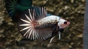 Ikan cupang merupakan salah satu ikan hias yang mudah dipelihara. Lelang Cupang Mulai Ramai Di Media Sosial Merahputih