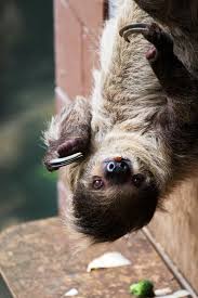 Leander The Two Toed Sloth Hayvan